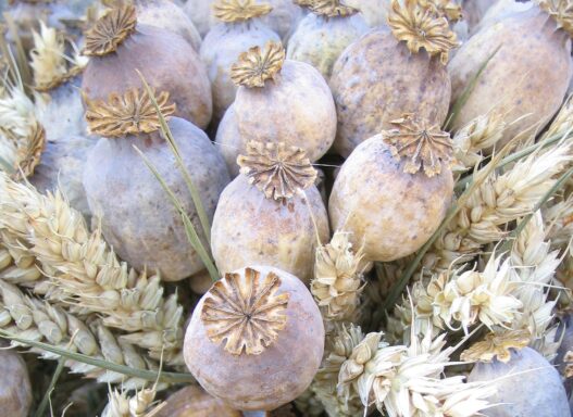Poppoy Pods Dried and Poppy Pods USA