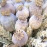 Poppoy Pods Dried and Poppy Pods USA