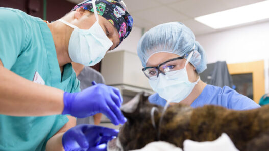 Specialized Care At Small Animal Veterinary Hospitals