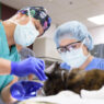 Specialized Care At Small Animal Veterinary Hospitals