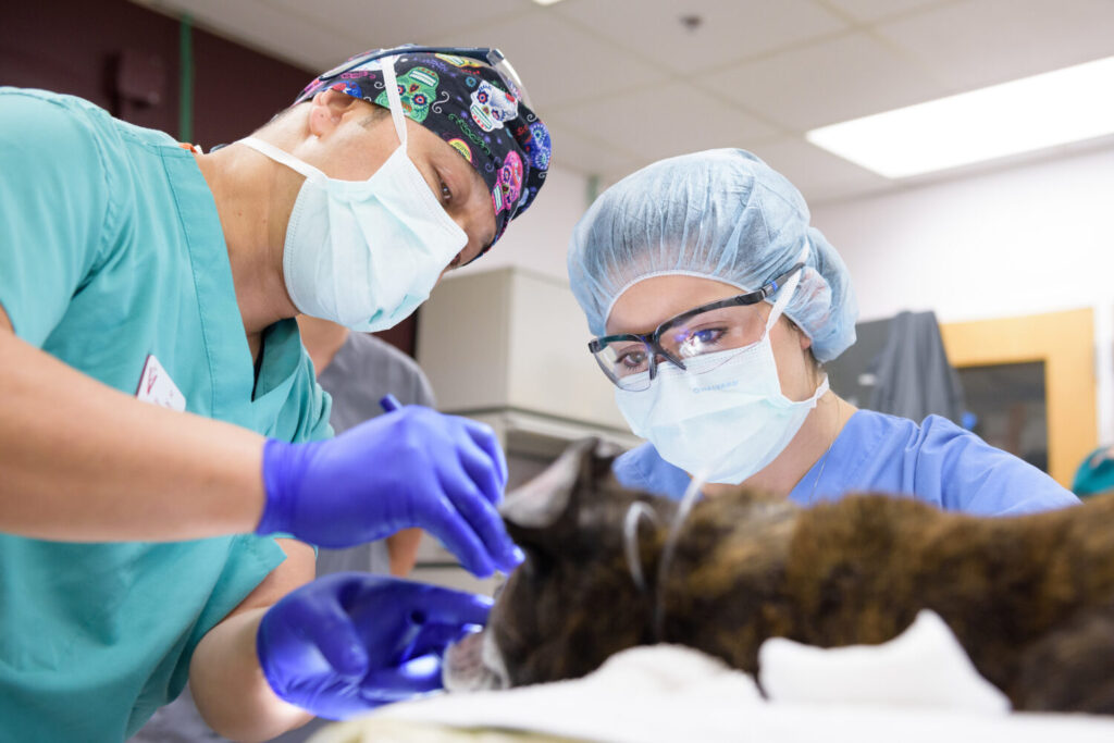 Specialized Care At Small Animal Veterinary Hospitals