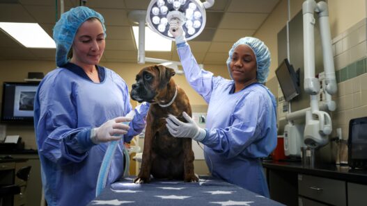 Veterinary Hospitals