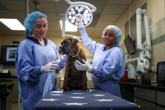 Veterinary Hospitals