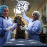 Veterinary Hospitals