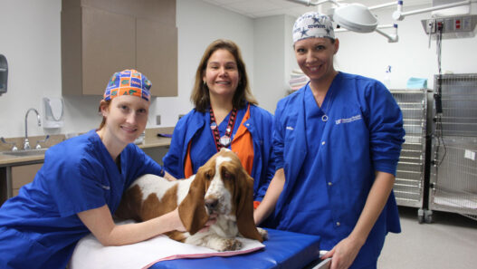Small Animal Hospitals