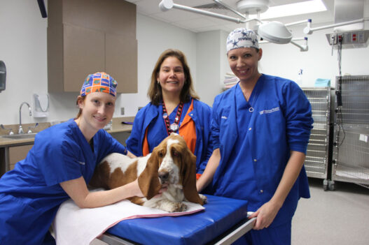 Small Animal Hospitals