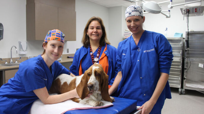 Small Animal Hospitals