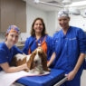 Small Animal Hospitals