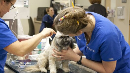 Animal Hospitals