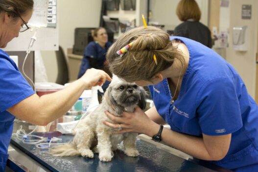 Animal Hospitals