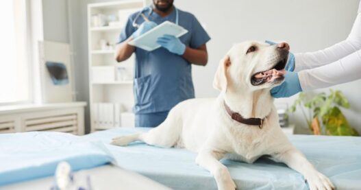 Veterinary Care