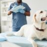 Veterinary Care