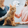 Animal Hospital Visit