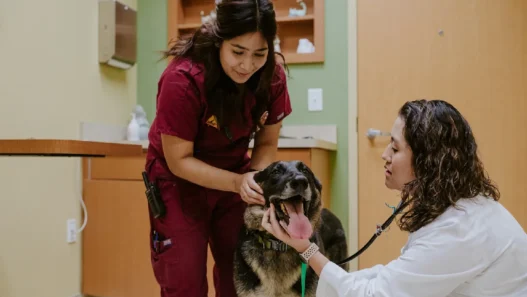 General Vet