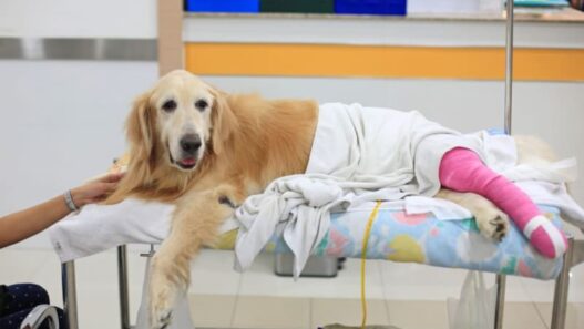 How Cat And Dog Hospitals Support Owners During Recovery Care
