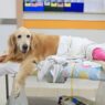 How Cat And Dog Hospitals Support Owners During Recovery Care