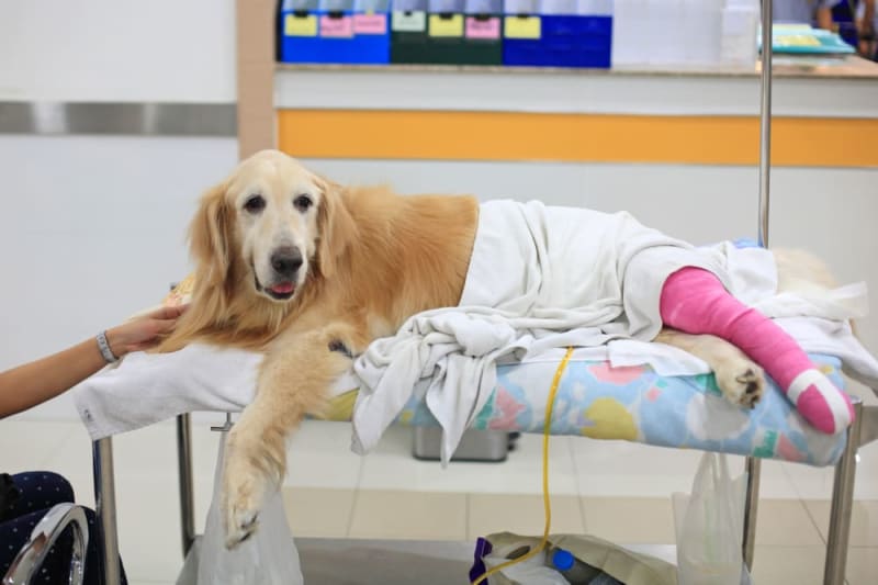 How Cat And Dog Hospitals Support Owners During Recovery Care