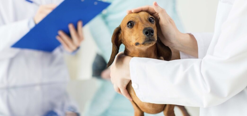 How General Vets Balance Preventive And Reactive Care
