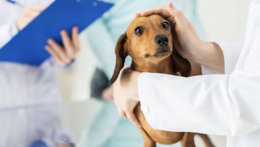 How General Vets Balance Preventive And Reactive Care