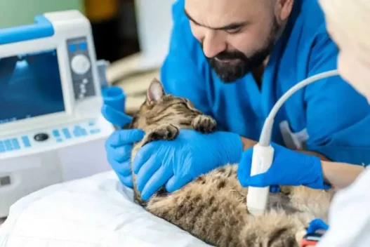 Animal Hospitals