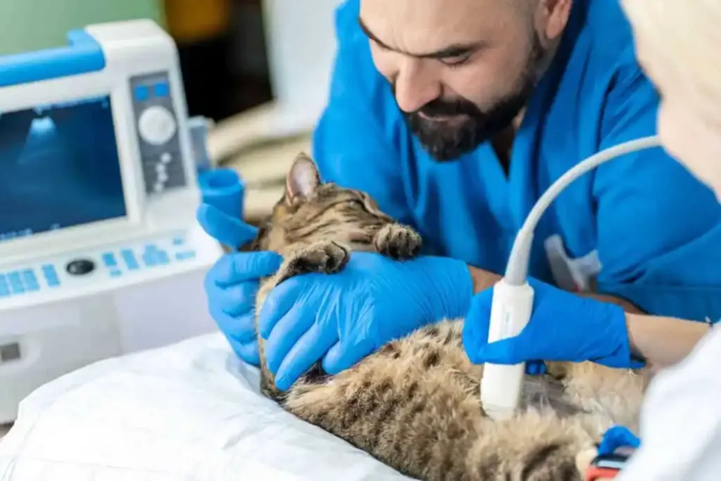 Animal Hospitals