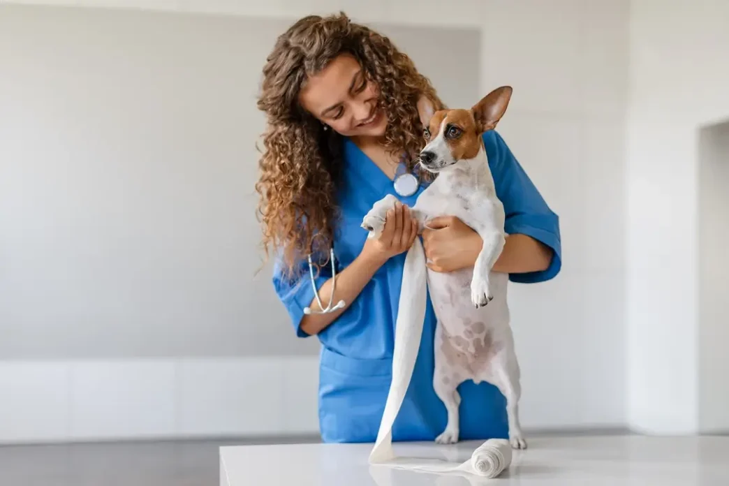 How Veterinary Clinics Contribute To Animal Welfare Beyond Treatment