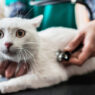 3 Signs It’s Time To Visit A Veterinary Clinic Immediately