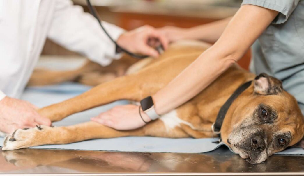 Veterinary Urgent Care