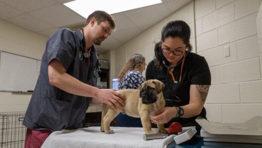 Why Preventive Medicine Is The Core Of Veterinary Practice