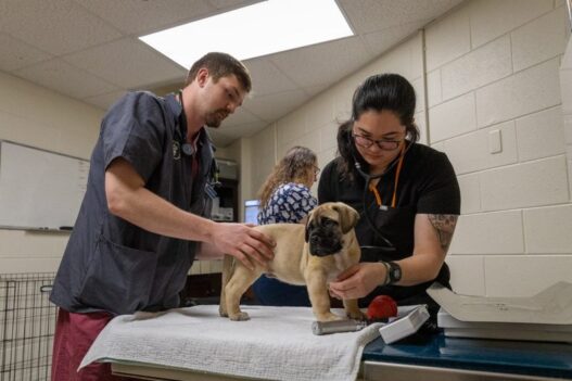 Why Preventive Medicine Is The Core Of Veterinary Practice