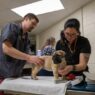 Why Preventive Medicine Is The Core Of Veterinary Practice