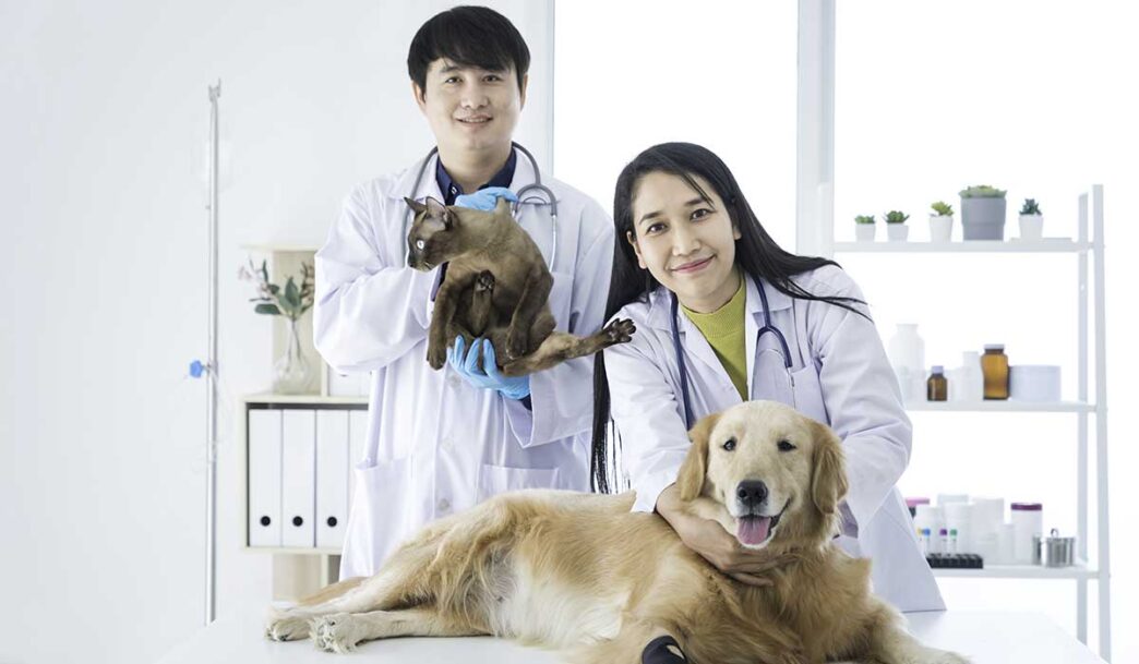 How Animal Hospitals Address Emergencies Like Poison Ingestion