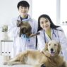 How Animal Hospitals Address Emergencies Like Poison Ingestion