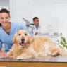 Veterinary Clinics