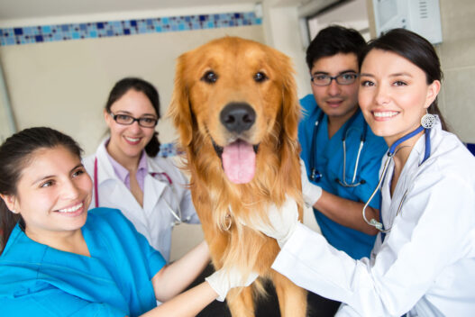 Veterinary Hospitals
