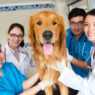 Veterinary Hospitals
