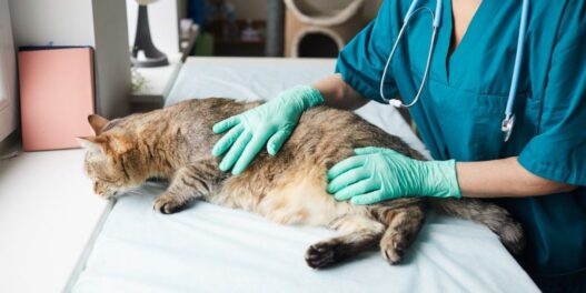 Why Veterinary Hospitals Are Essential In Spay And Neuter Programs