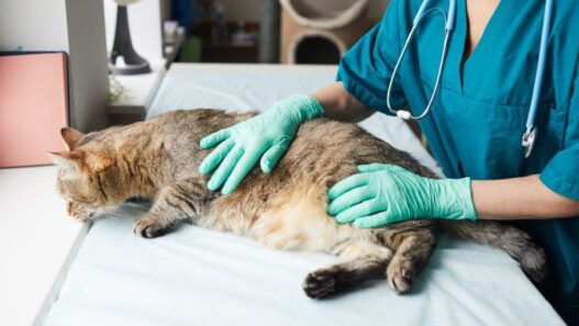 Why Veterinary Hospitals Are Essential In Spay And Neuter Programs
