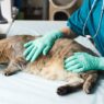 Why Veterinary Hospitals Are Essential In Spay And Neuter Programs