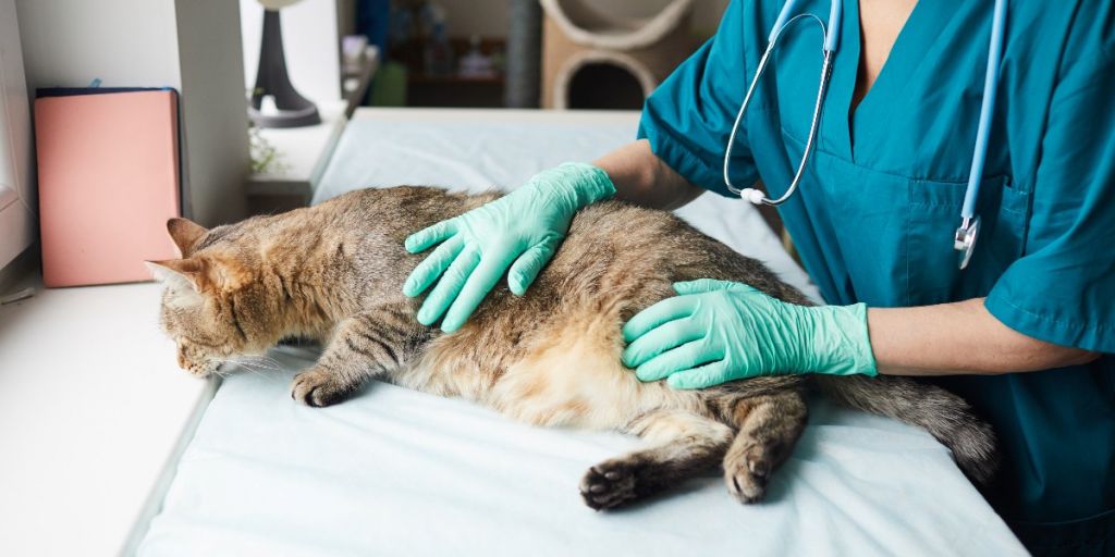 Why Veterinary Hospitals Are Essential In Spay And Neuter Programs