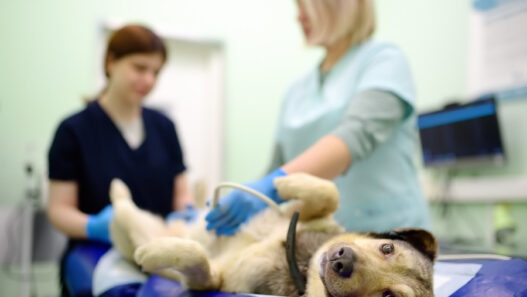 Animal Clinics Help Pets