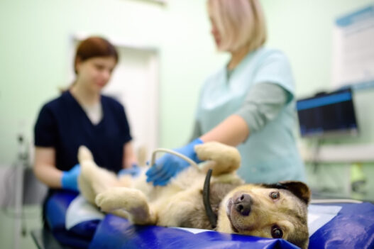Animal Clinics Help Pets