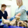 Animal Clinics Help Pets
