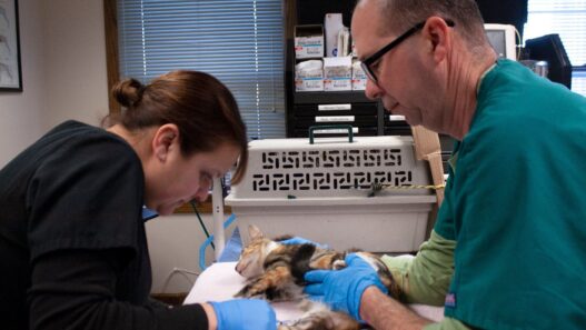 Spay And Neuter Programs