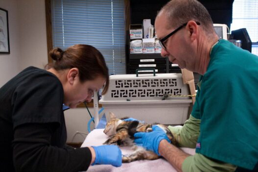 Spay And Neuter Programs